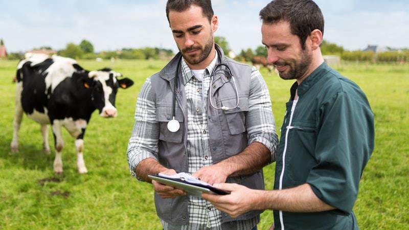 Rural animal technician talking to farmer with cow in background