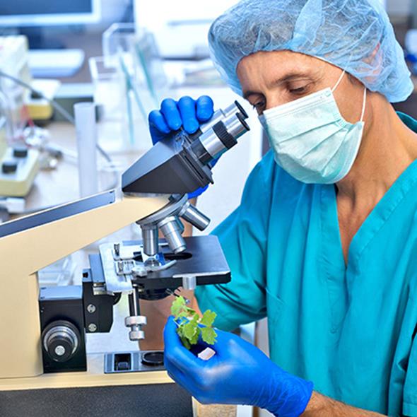 Scientist examining plant with microscope