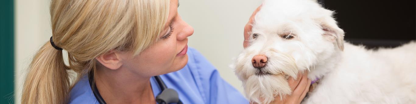 vet nurse examining dog