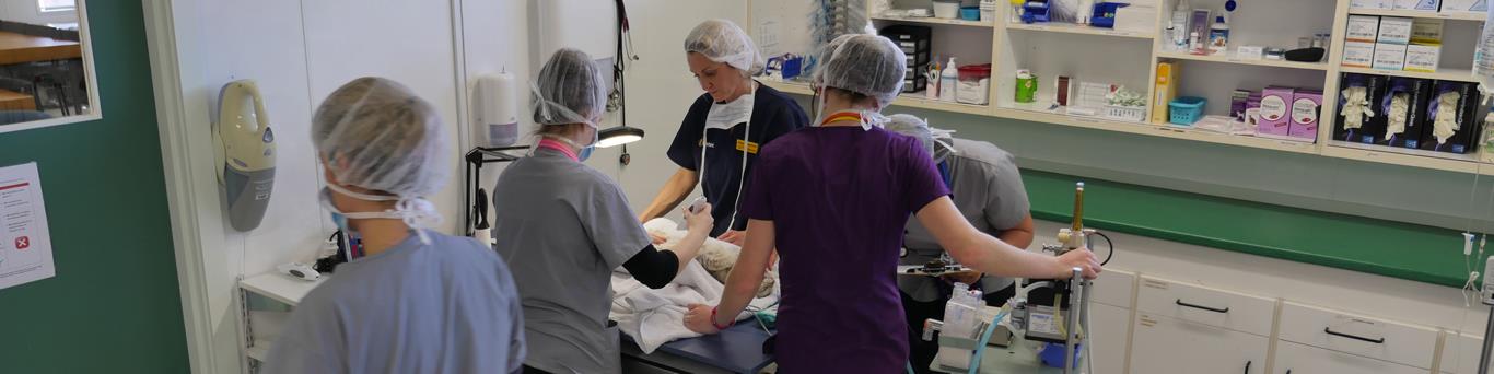 vet nurses assisting in surgery of dog